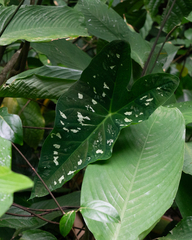 Caladium smaragdinum, photograph filipeprates, CC0, iNaturalist via GBIF