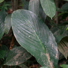 Spathiphyllum cannifolium, photograph author not stated, no rights reserved