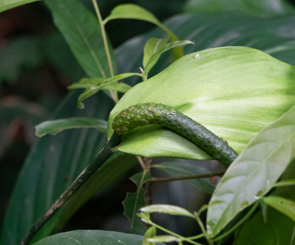 Lan ý biển – Spathiphyllum cannifolium