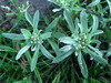 Marsh Cudweed - Photo (c) Dave, some rights reserved (CC BY-NC-SA)