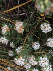 Pimelea prostrata ventosa