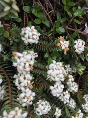 Pimelea prostrata ventosa