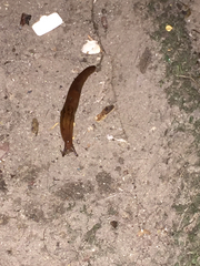Ambigolimax
