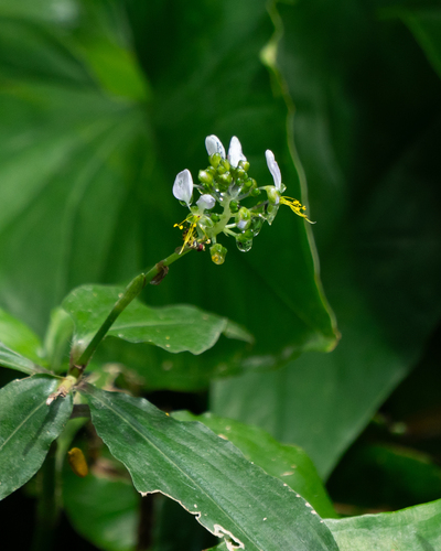 Aneilema beniniense, photograph 6