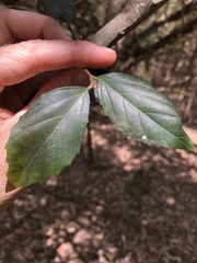 Aphananthe philippinensis