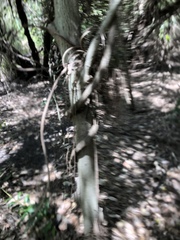 Aphananthe philippinensis