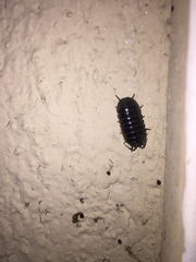 Armadillidium vulgare