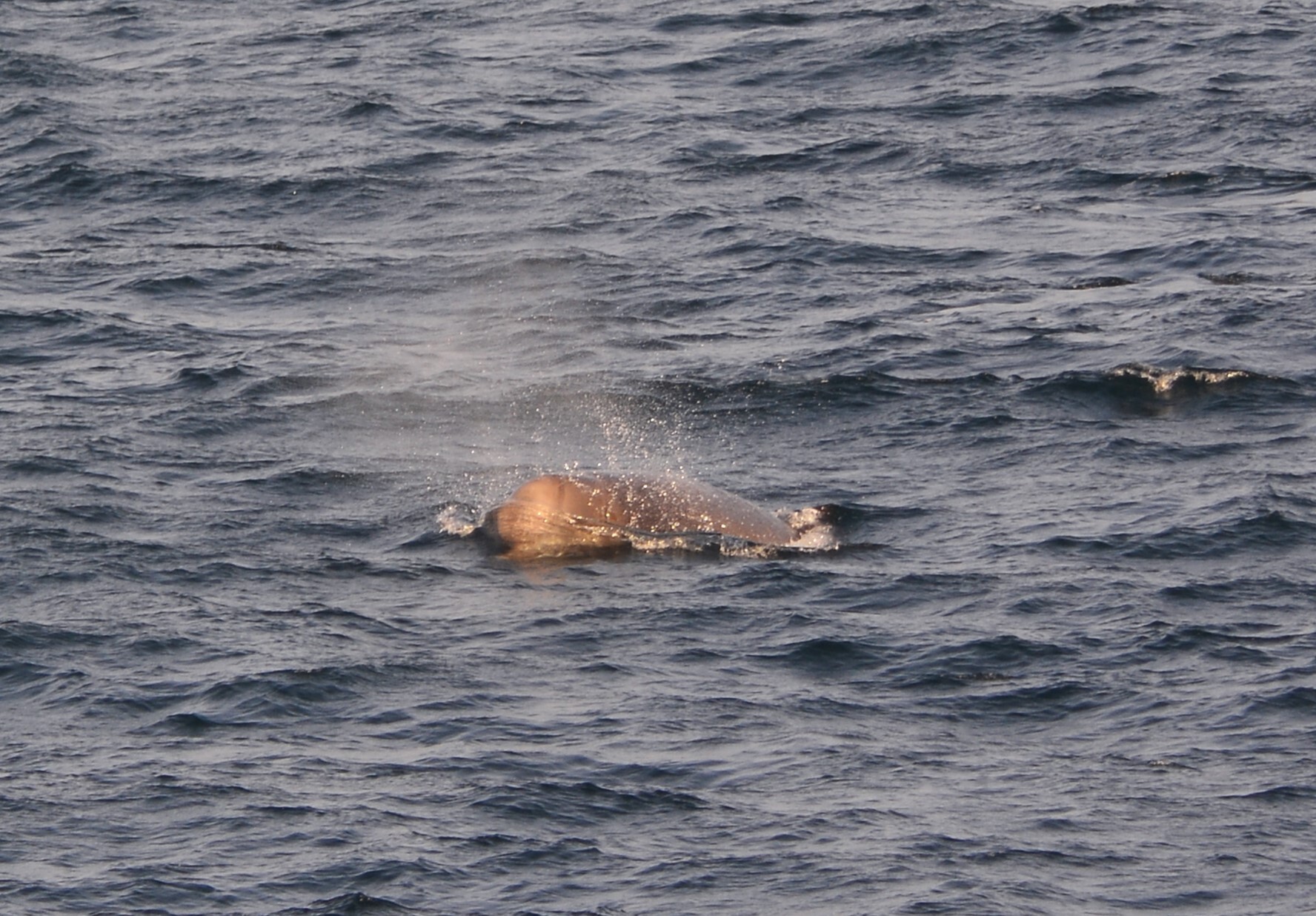 Hyperoodon ampullatus