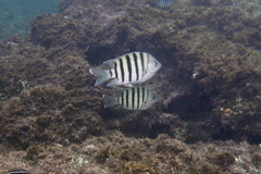 Abudefduf bengalensis