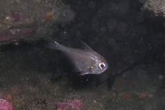 Pempheris compressa