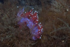 Paraflabellina funeka