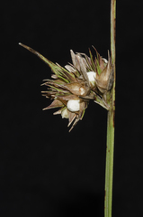 Scleria baldwinii