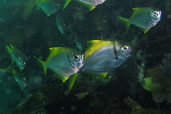 Schuettea scalaripinnis