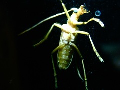 Centrodera