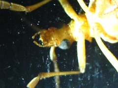 Centrodera