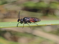 Lophyrotoma analis