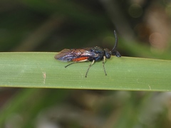 Lophyrotoma analis