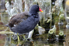 Gallinula chloropus