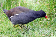 Gallinula chloropus