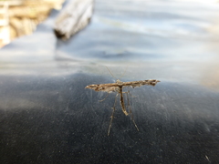 Amblyptilia