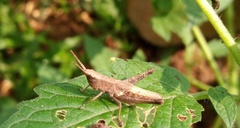 Orthoptera