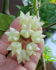 Hoya danumensis
