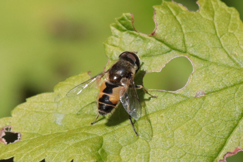 Unknown species found near Lincoln City Yard, OR, USA