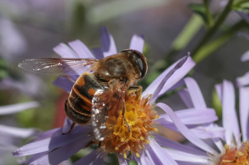 Unknown species found near Lincoln City Yard, OR, USA