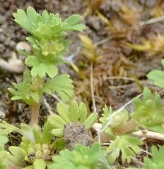Alchemilla australis