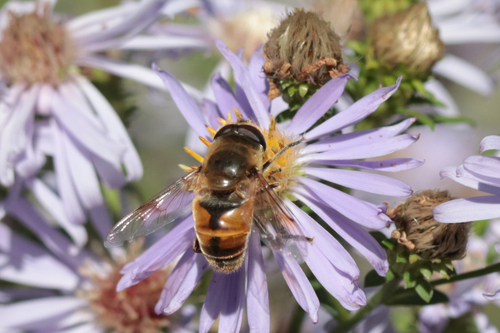 Unknown species found near Lincoln City Yard, OR, USA