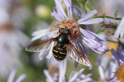 Unknown species found near Lincoln City Yard, OR, USA