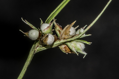Scleria pauciflora Muhl. ex Willd.