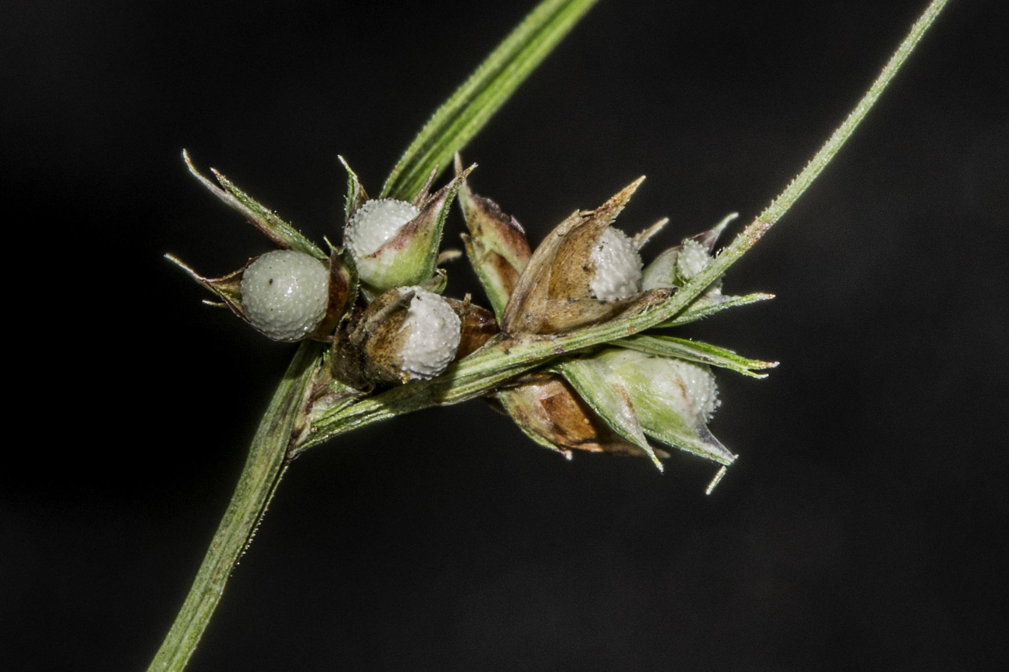Scleria pauciflora