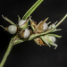 Scleria pauciflora - Photo (c) Peggy Romfh, algunos derechos reservados (CC BY-NC), uploaded by Peggy Romfh