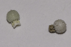 Scleria pauciflora