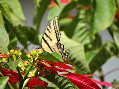 Papilio multicaudata