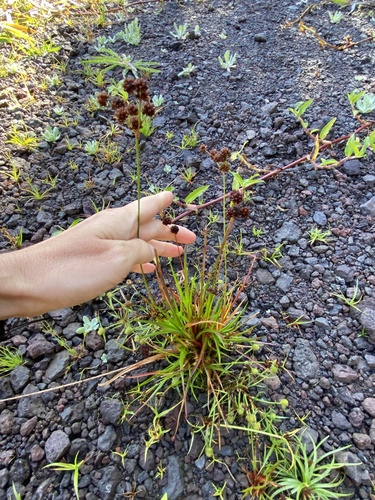 Juncus planifolius observed 2025-09-23