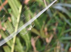 Leucauge tessellata