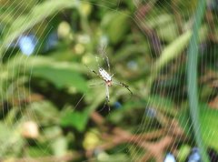 Leucauge tessellata