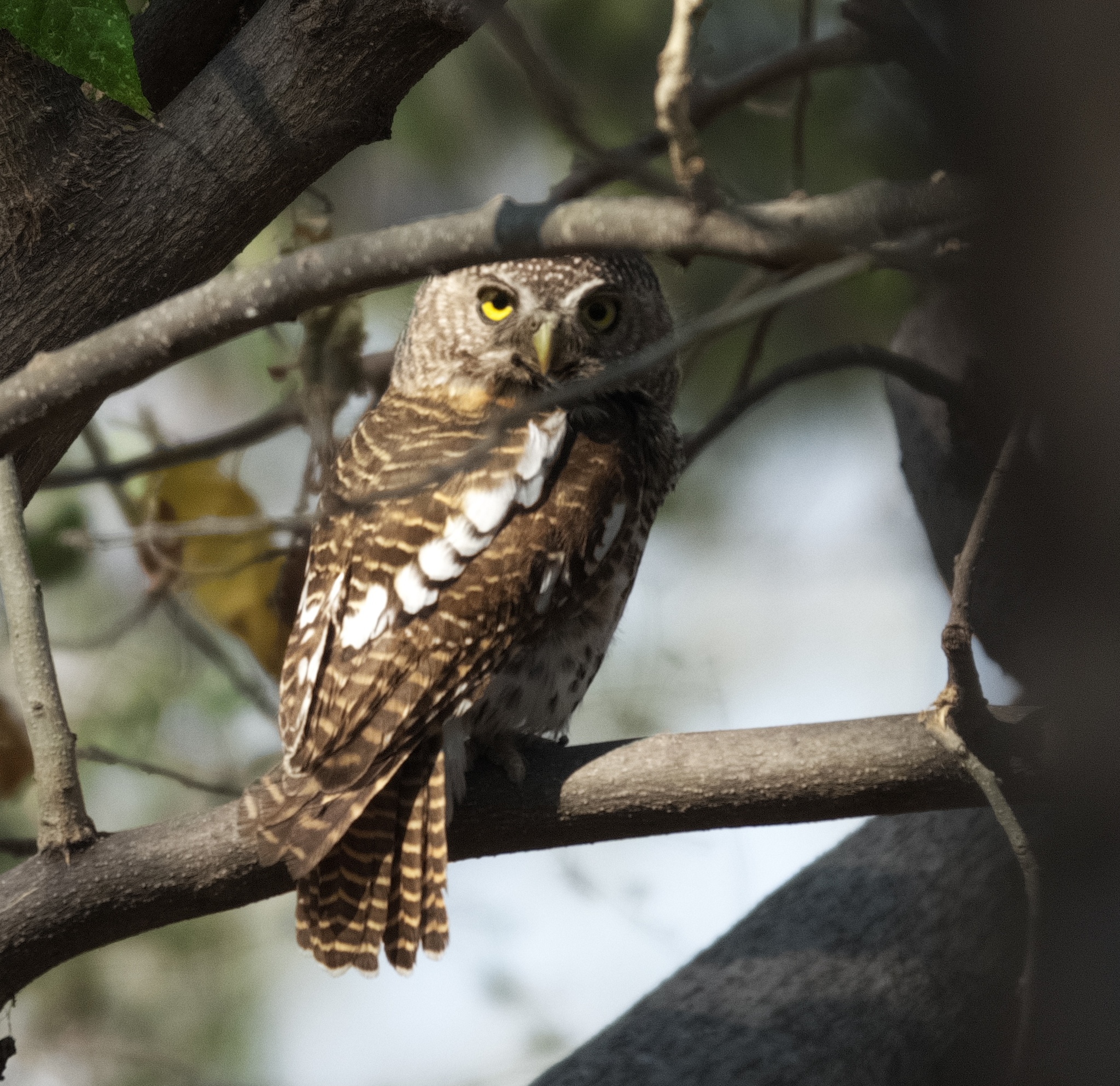 African Barred Owlet
