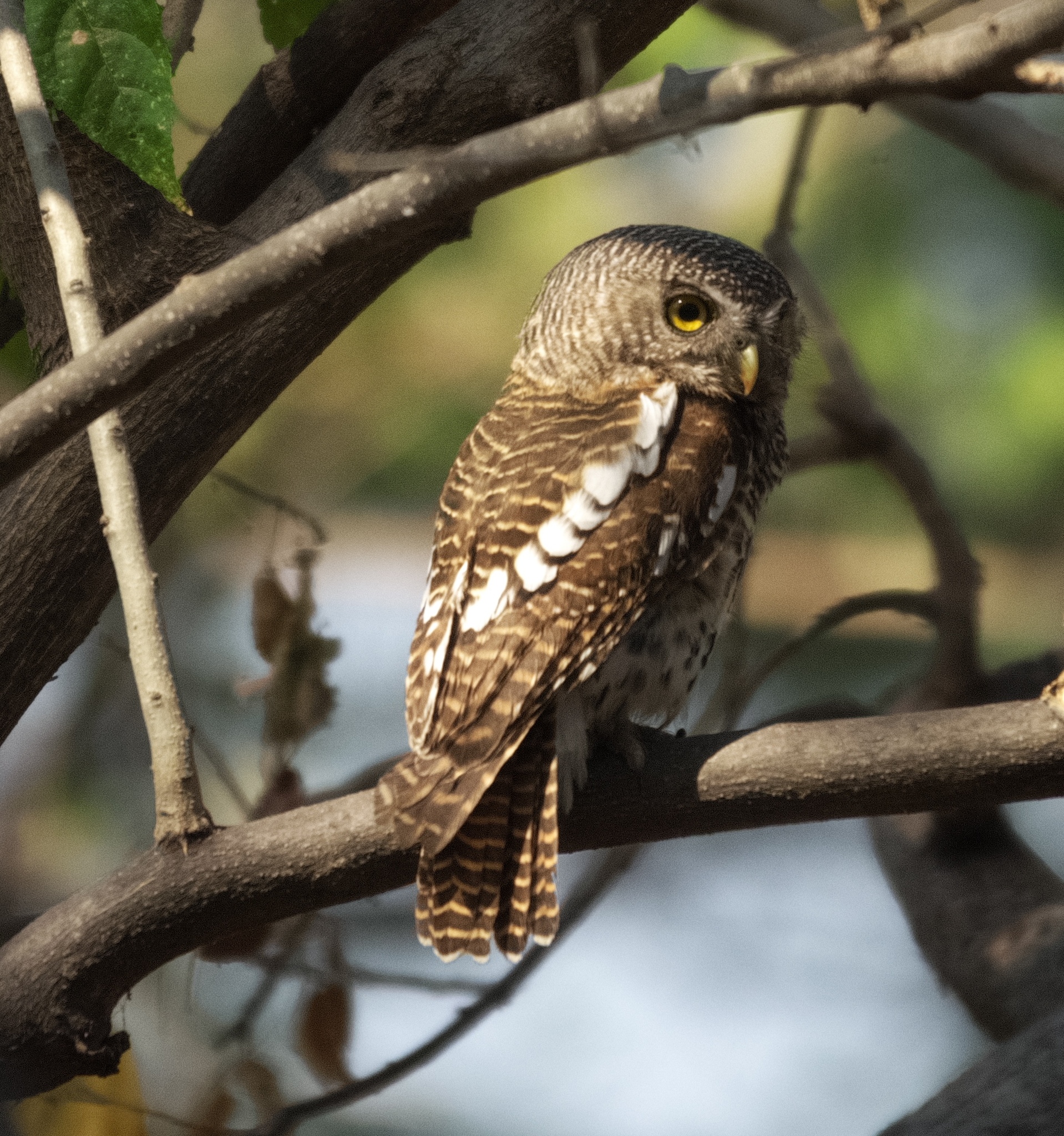 African Barred Owlet