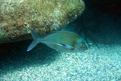 Nemadactylus douglasii