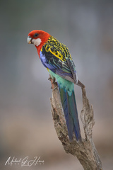 Platycercus eximius elecica