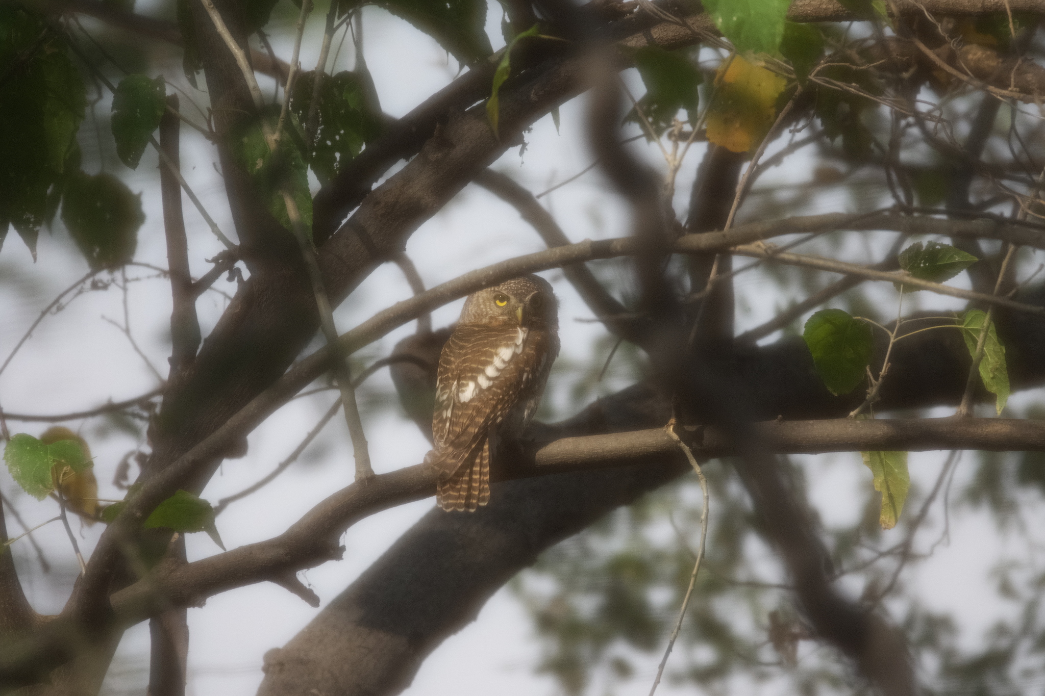 African Barred Owlet