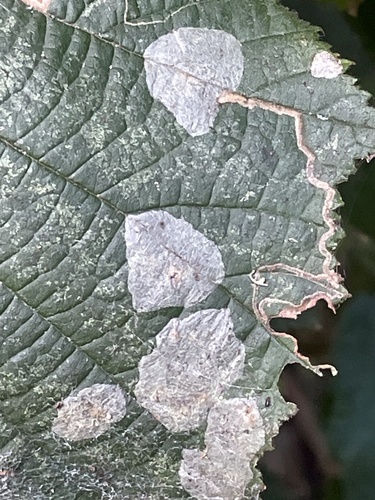 Nut Leaf Blister Moth, Hoeksche Waard, Nieuw-Beijerland, Zuid-Holland, NL, photo 10 of 10