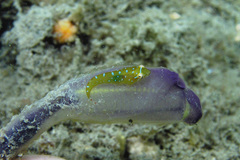 Cochleoceps orientalis