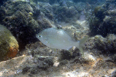 Gerres subfasciatus