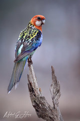 Platycercus eximius elecica