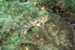 Istigobius hoesei