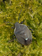 Chlorochroa pinicola